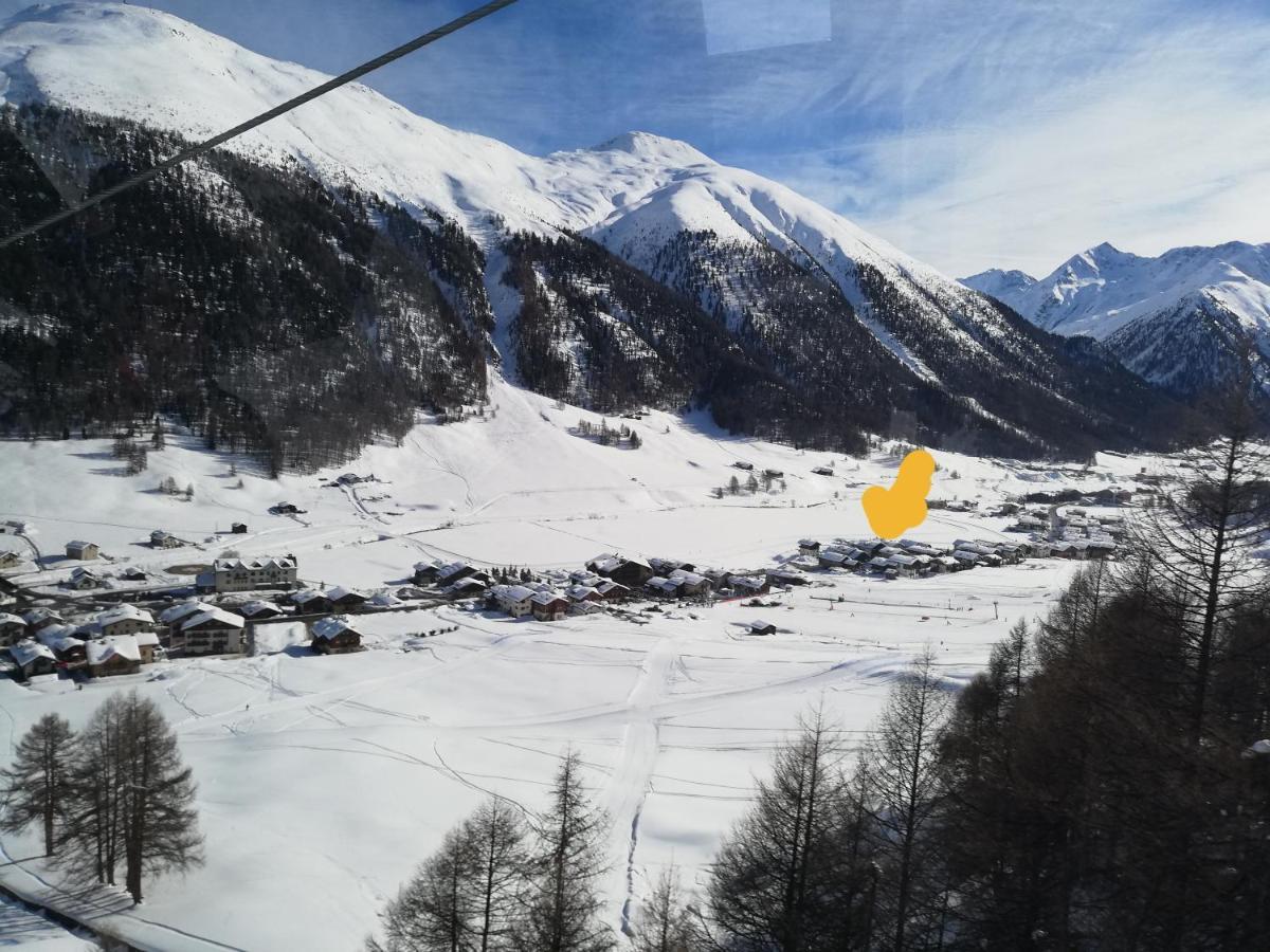 Soldanella - * Livigno